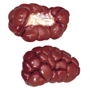 KIDNEY - 6090 Image