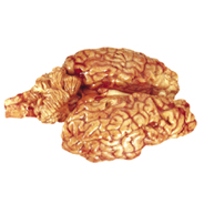BRAIN - 6120 Image