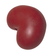 KIDNEY - 7040 Image