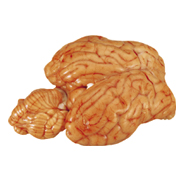 BRAIN - 7070 Image