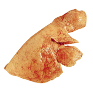 LUNGS - 7100 Image